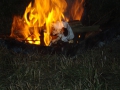 dsc03923.jpg